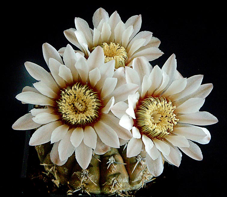 Gymnocalycium riojense ssp kozelskyanum